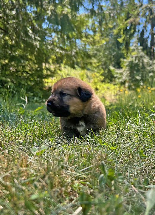 chinook dog